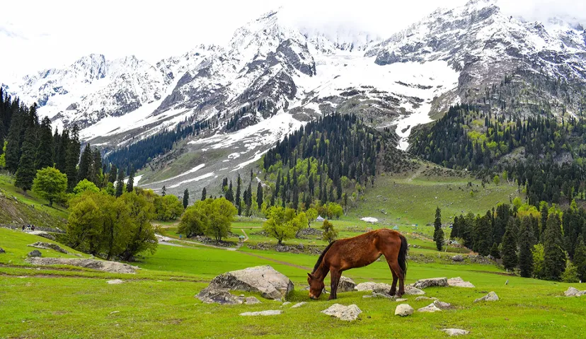 Magical Kashmir Retreat